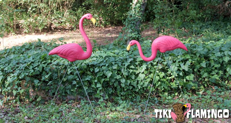 A pair of plastic flamingos in their natural habitat - a suburban backyard.